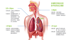How Does PM2.5 Affect the Respiratory System